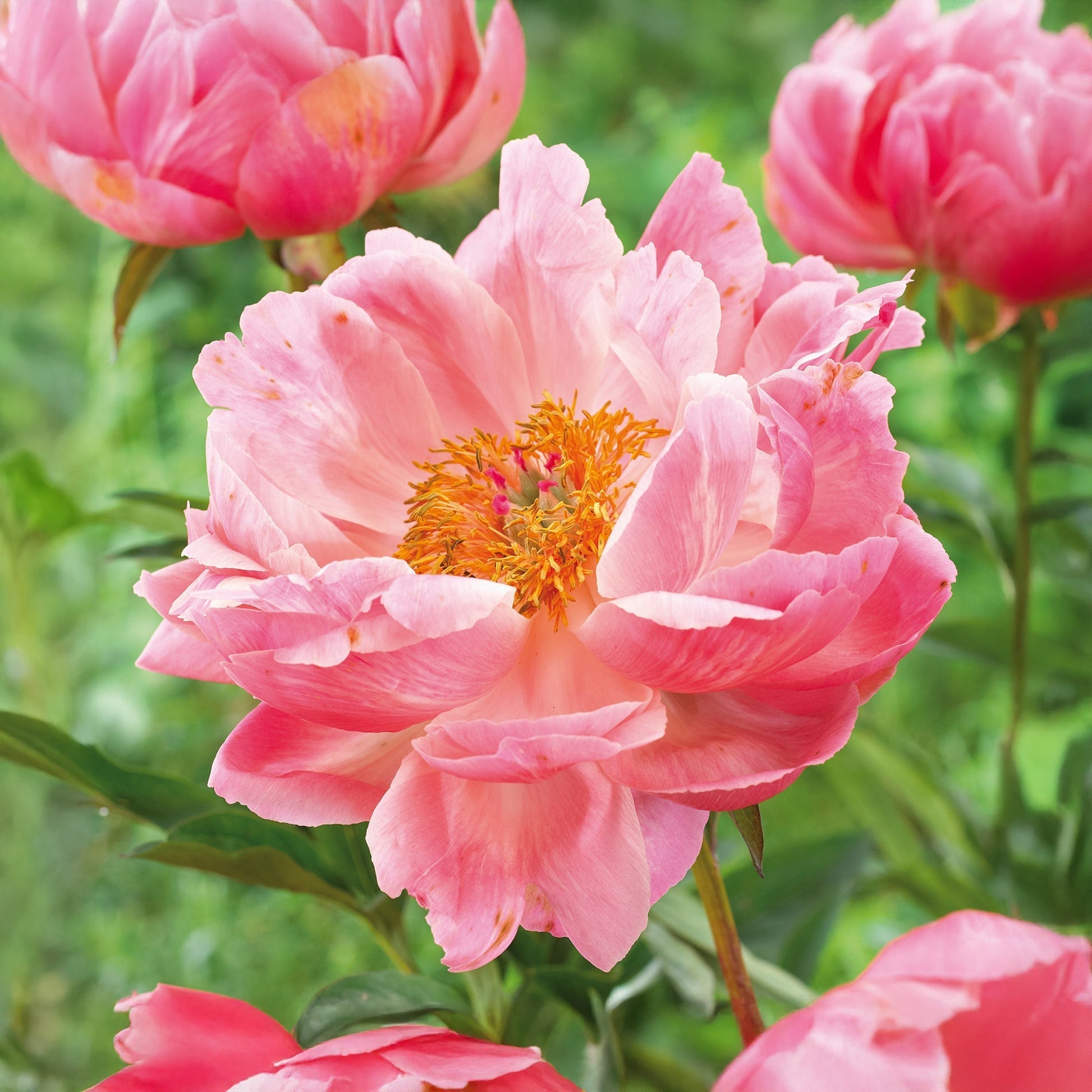 Pæon, Paeonia 'Coral Charm'