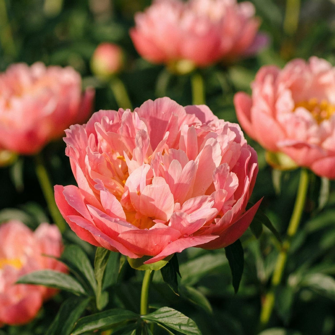 Pæon, Paeonia 'Coral Charm'