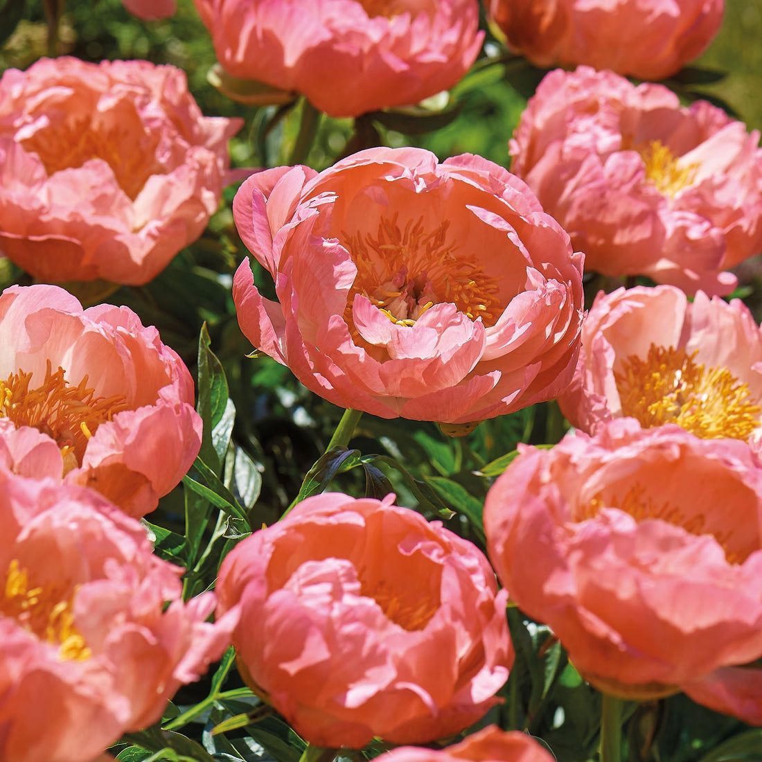 Pæon, Paeonia 'Coral Sunset'