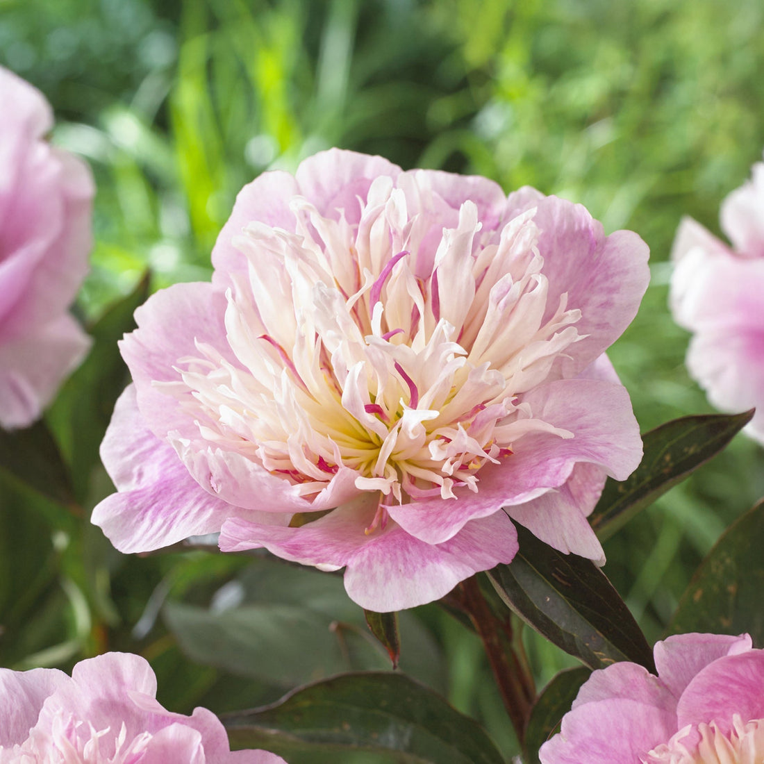 Pæon, Paeonia 'Do Tell'