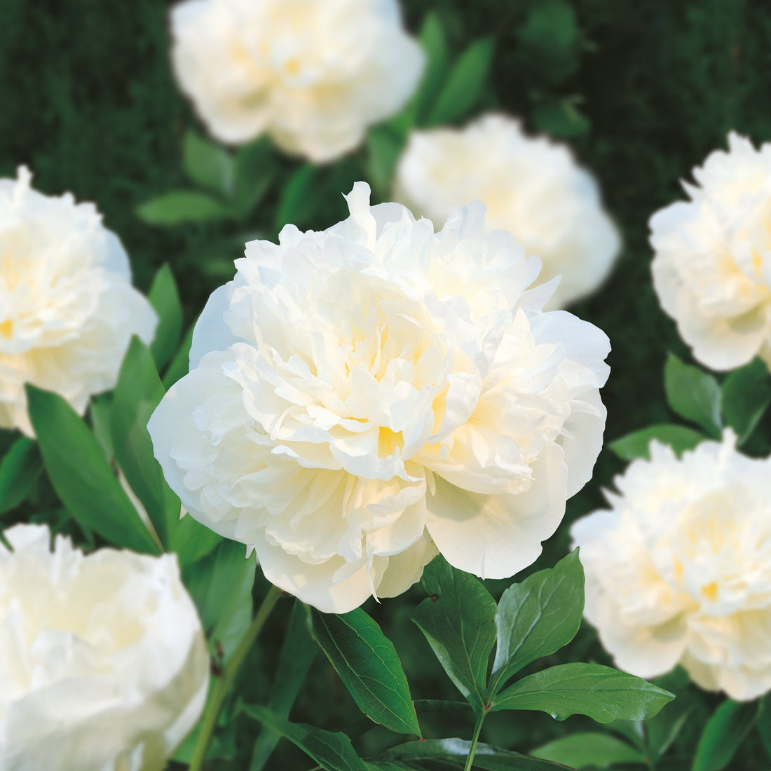 Pæon, Paeonia 'Duchesse de Nemours'