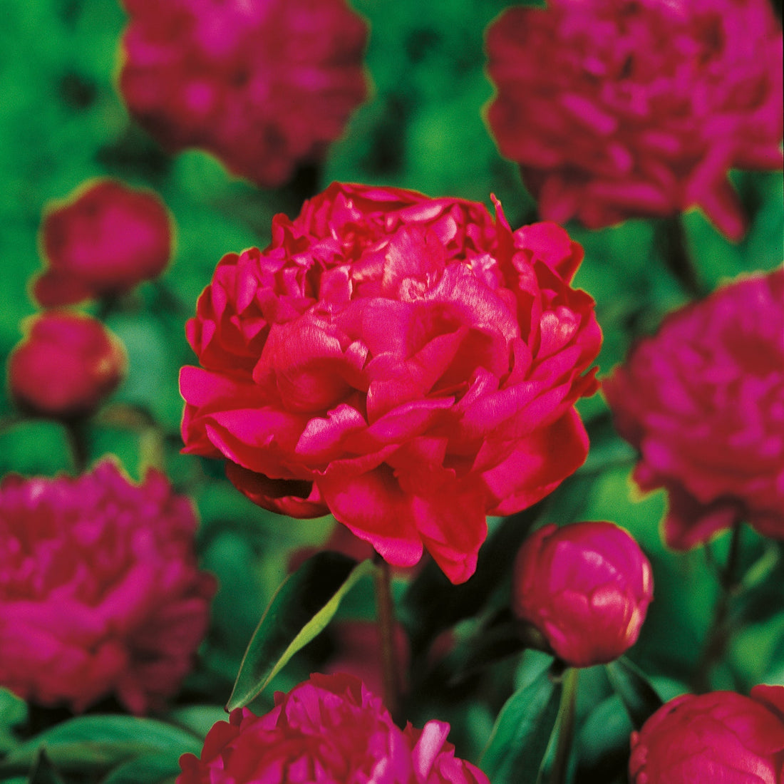 Pæon, Paeonia 'Felix Crousse'