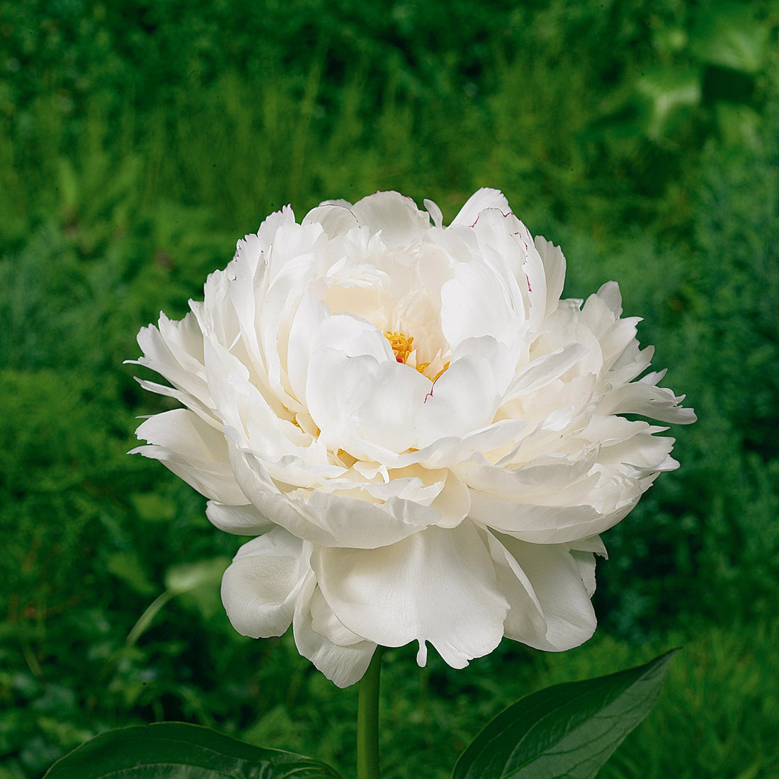 Pæon, Paeonia 'Festiva Maxima'