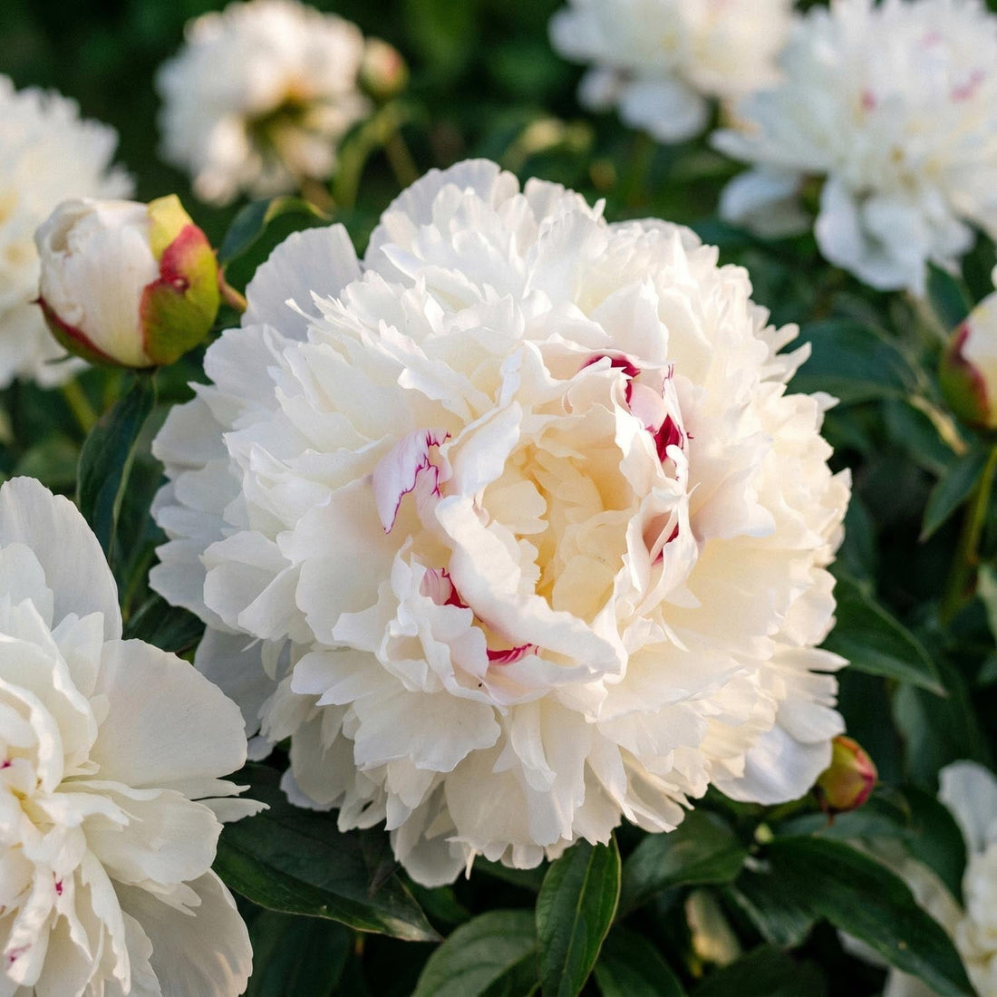 Pæon, Paeonia 'Festiva Maxima'