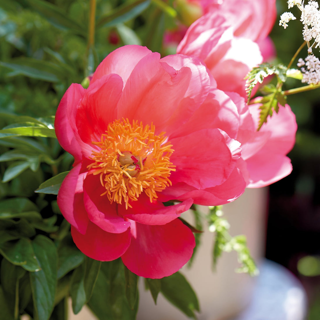 Pæon, Paeonia 'Flame'