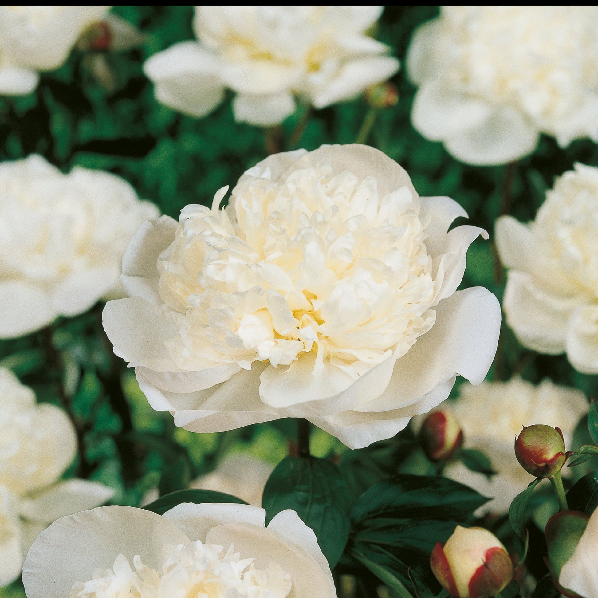 Pæon, Paeonia 'Immaculée'
