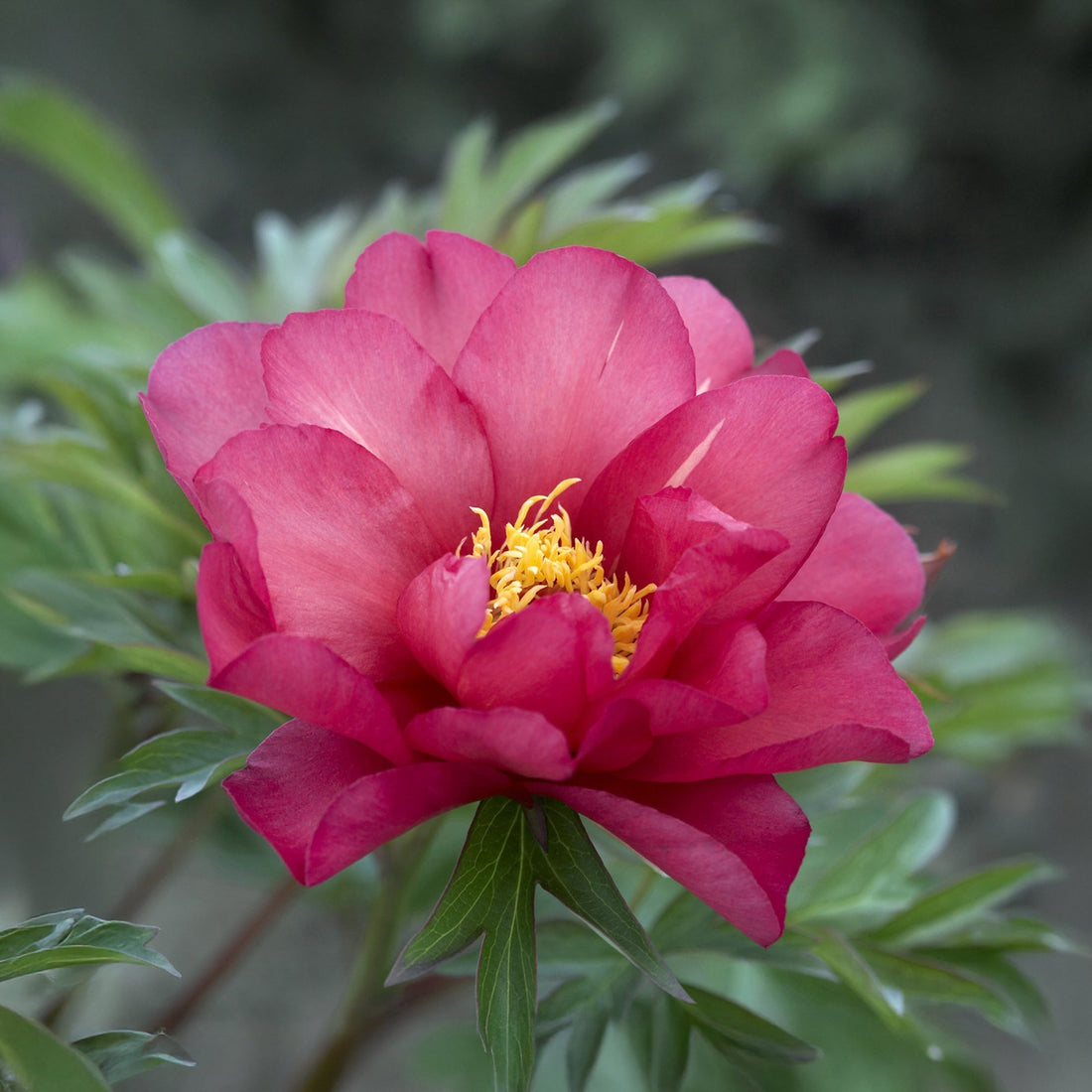 Pæon, Paeonia 'Julia Rose'