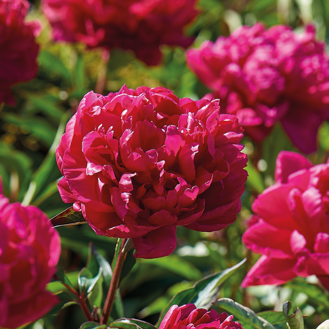 Pæon, Paeonia 'Karl Rosenfield'
