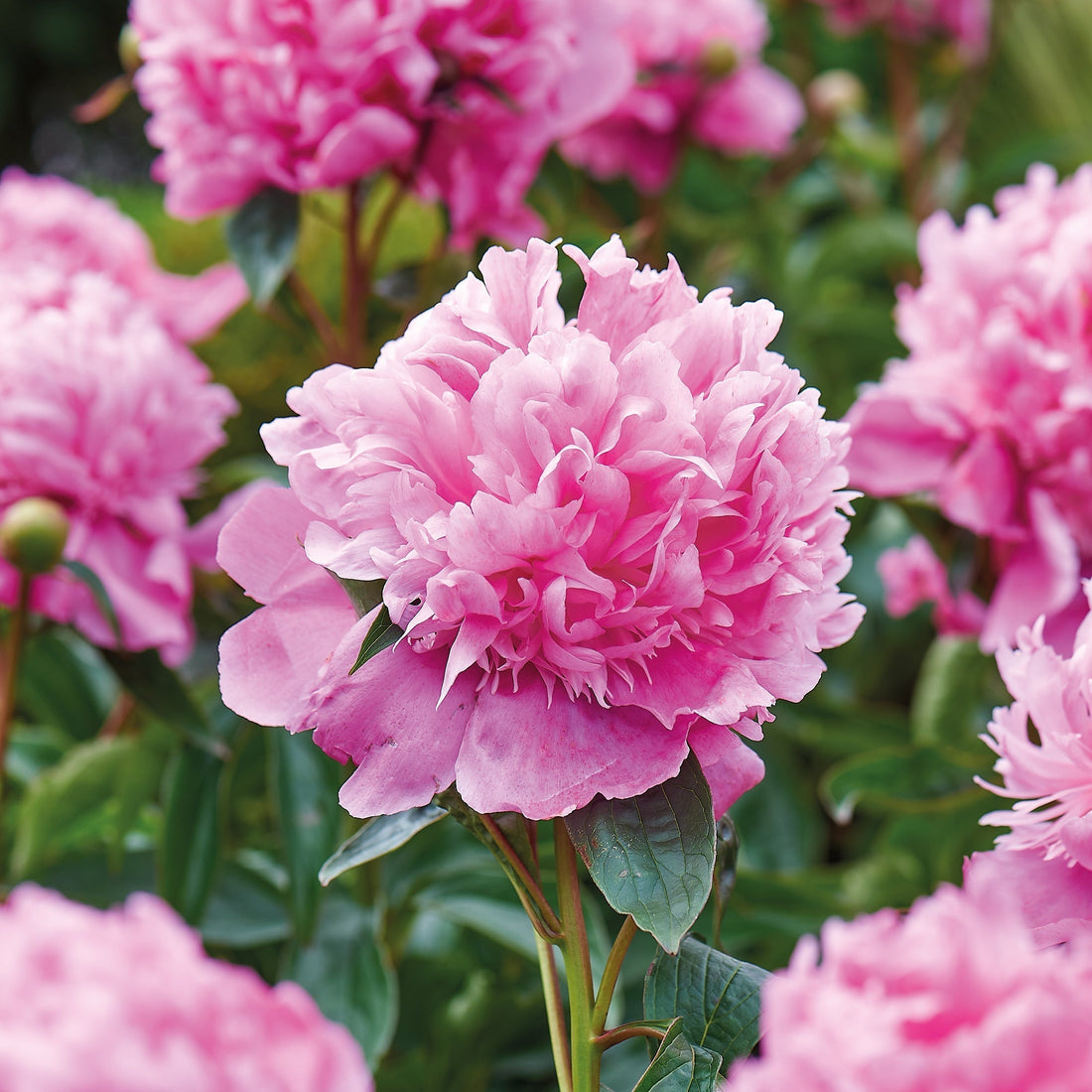 Pæon, Paeonia 'Monsieur Jules Elié'