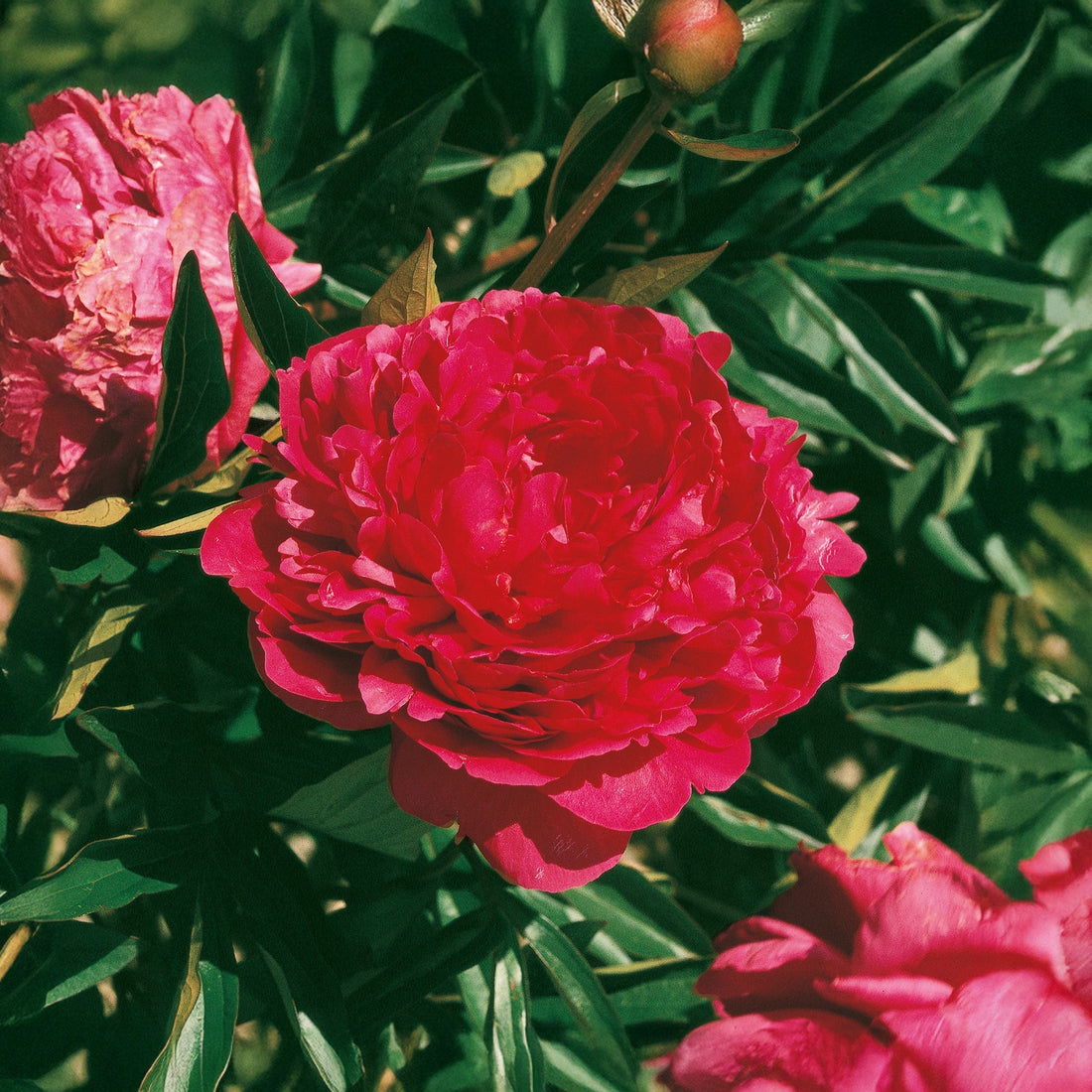 Pæon, Paeonia 'Red Sarah Bernhardt'