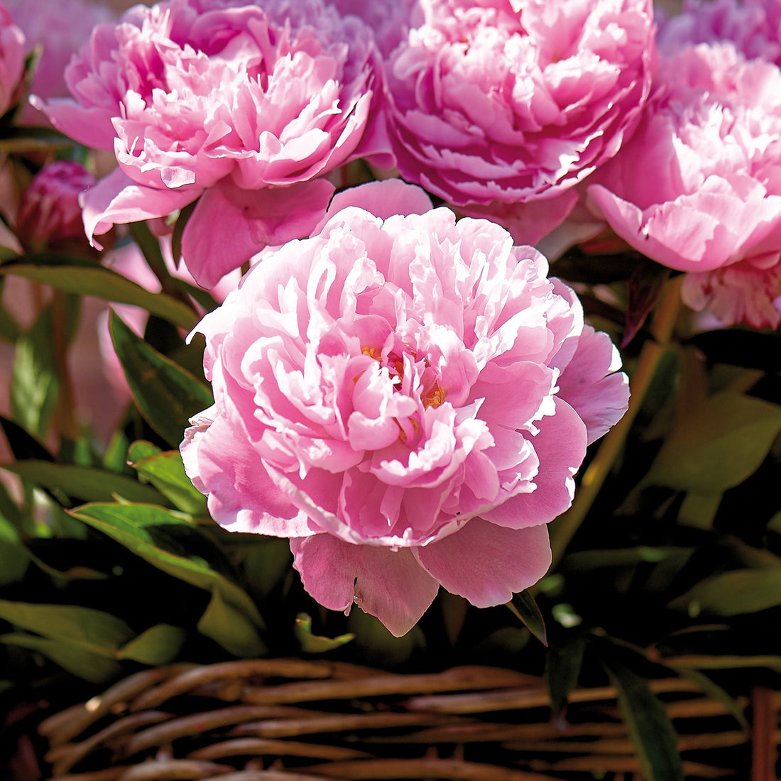 Pæon, Paeonia 'Sarah Bernhardt'