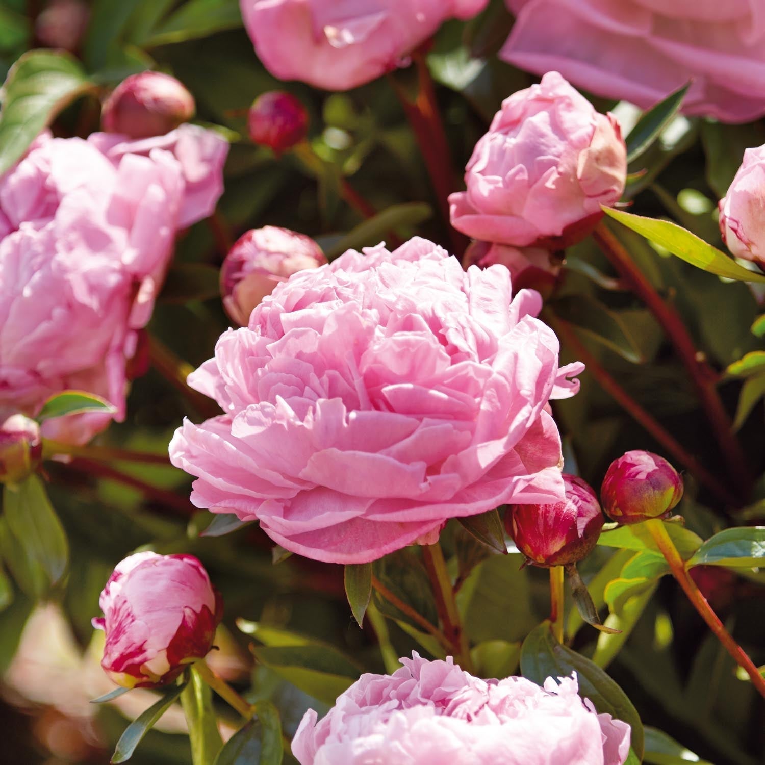Pæon, Paeonia 'Sarah Bernhardt'