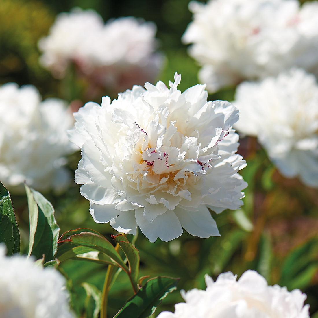 Pæon, Paeonia 'Shirley Temple'