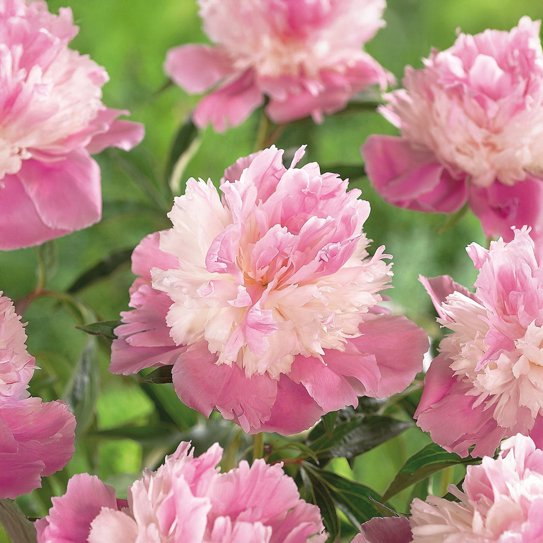 Pæon, Paeonia 'Sorbet'