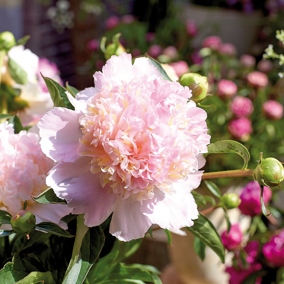 Pæon, Paeonia 'Top Brass'