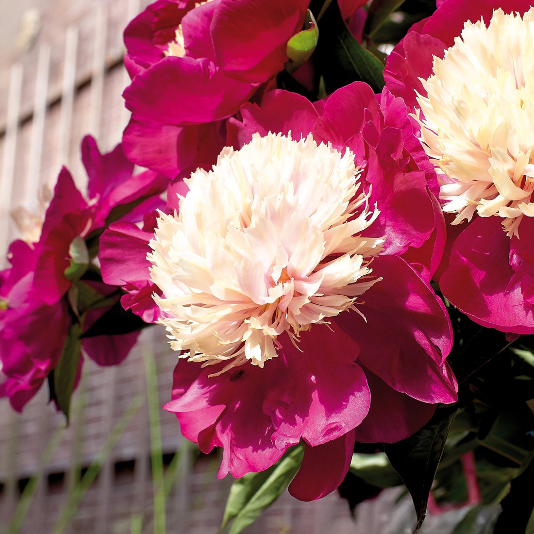 Pæon, Paeonia 'White Cap'