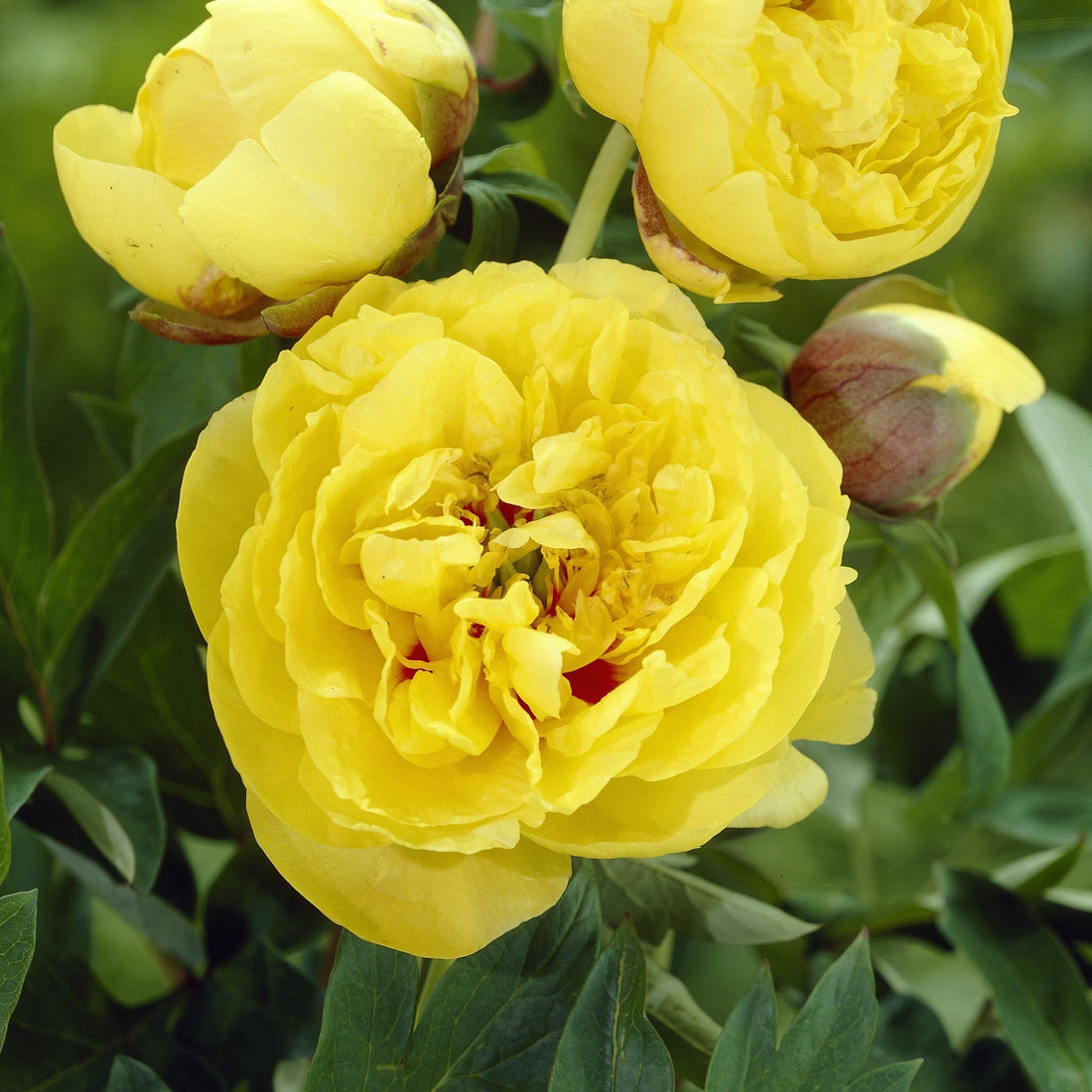 Pæon, Paeonia 'Yellow Crown'