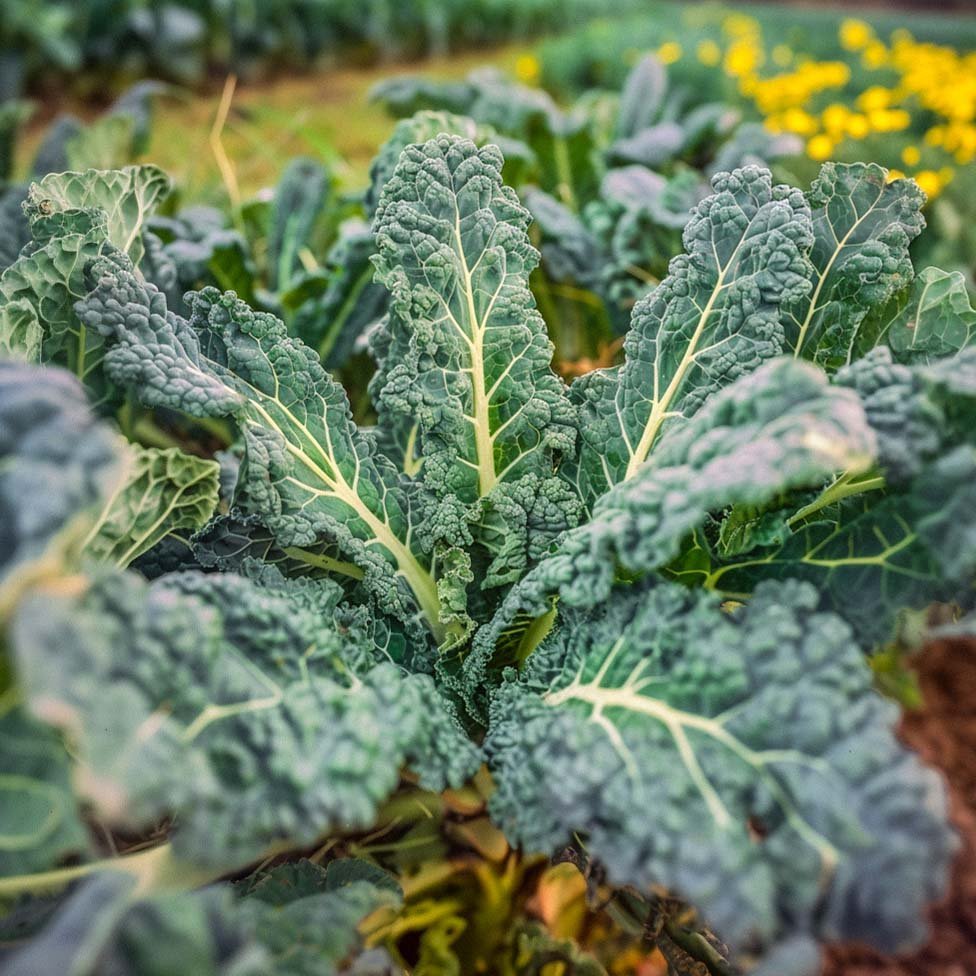 Palmekål frø 'Nero di Toscana' - 50 Økologiske frø