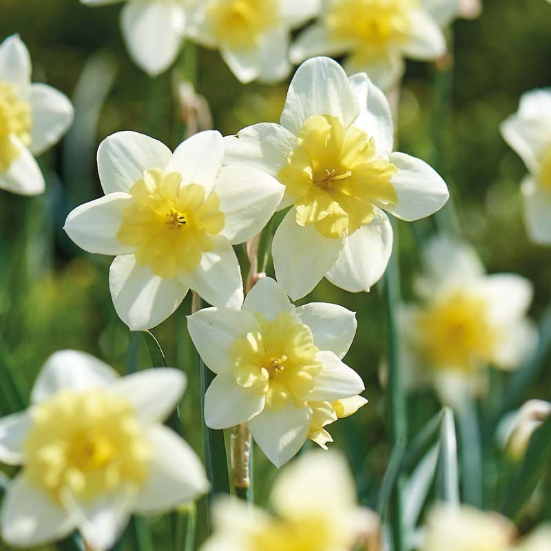 Påskelilje, Narcissus 'Bella Estrella'