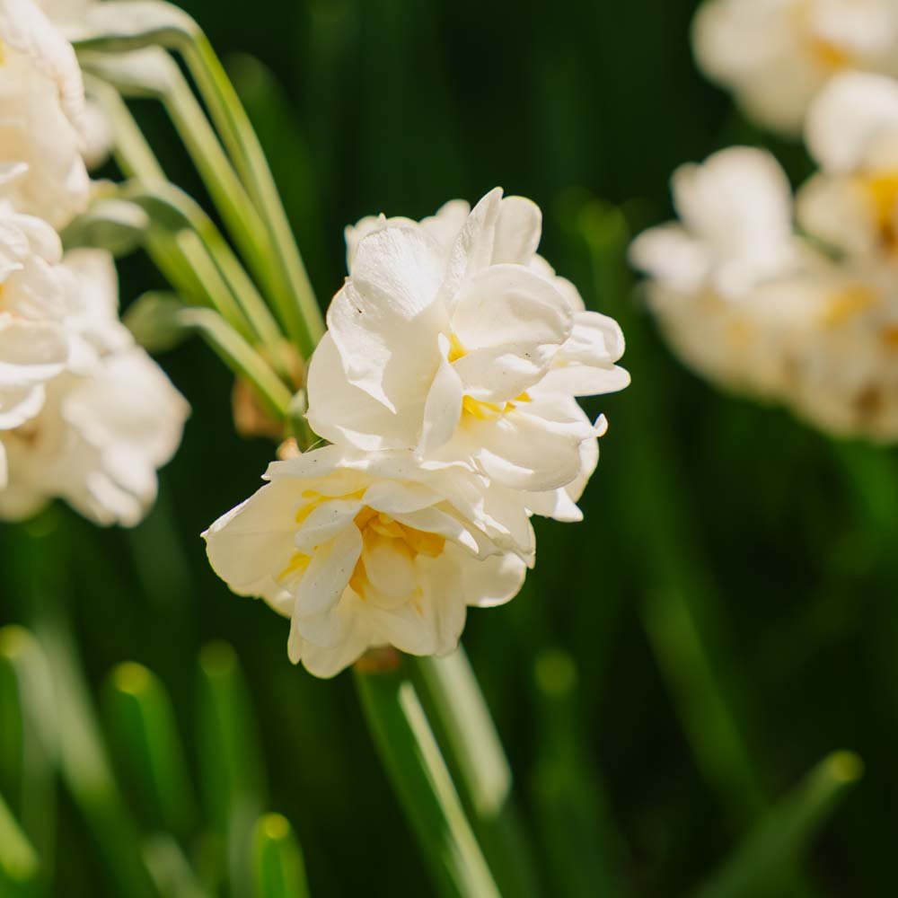Påskelilje, Narcissus 'Bridal Crown'