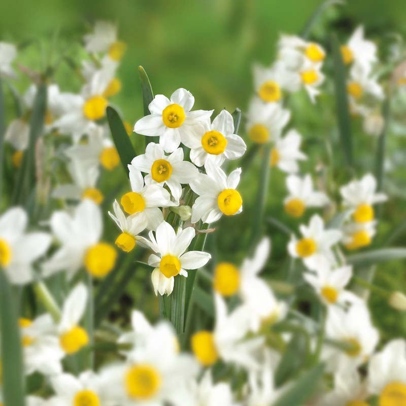 Påskelilje, Narcissus 'Canaliculatus'