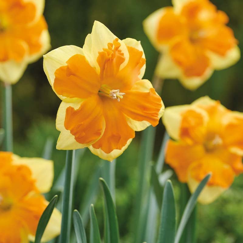 Påskelilje, Narcissus 'Congress'