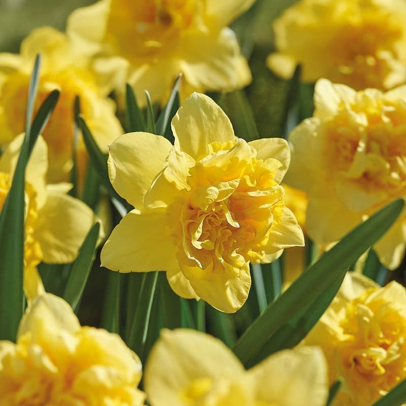 Påskelilje, Narcissus 'Dick Wilden'