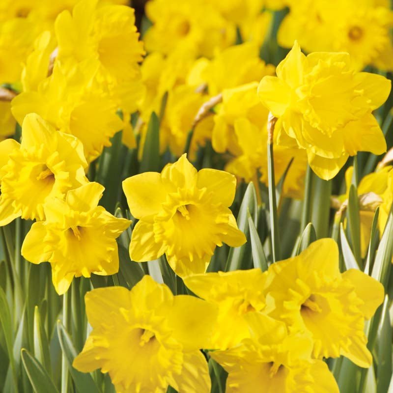 Påskelilje, Narcissus 'Dutch Master'