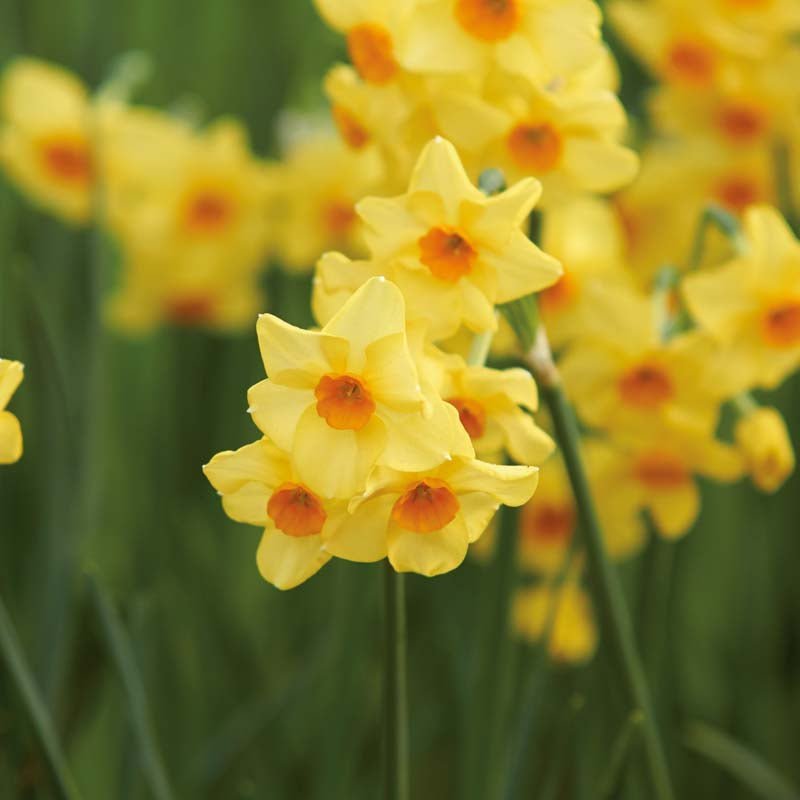 Påskelilje, Narcissus 'Falconet'