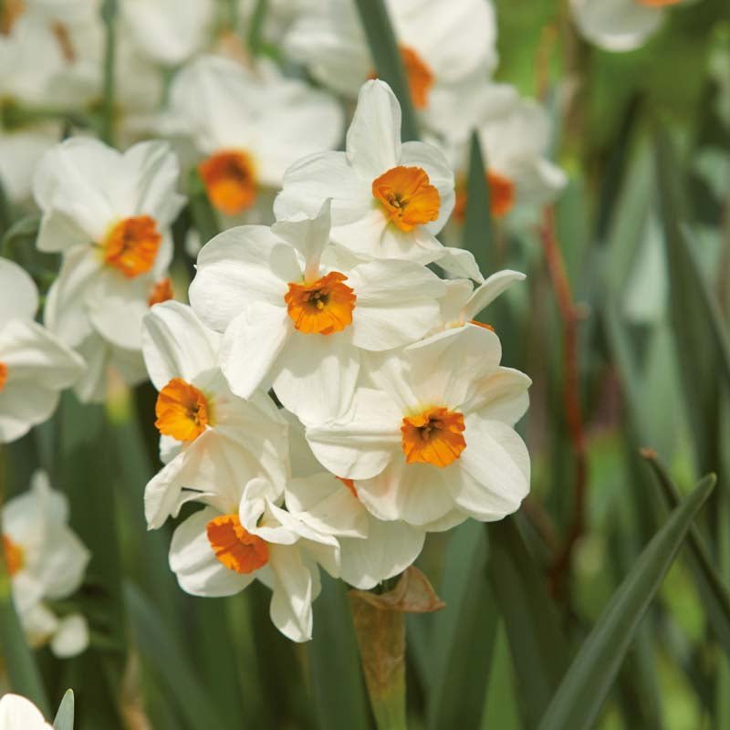 Påskelilje, Narcissus 'Geranium'