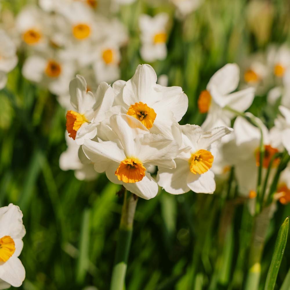 Påskelilje, Narcissus 'Geranium'