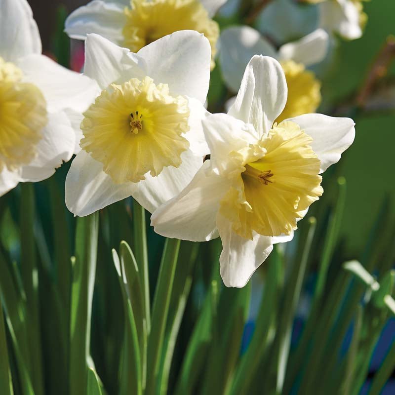 Påskelilje, Narcissus 'Ice Follies'