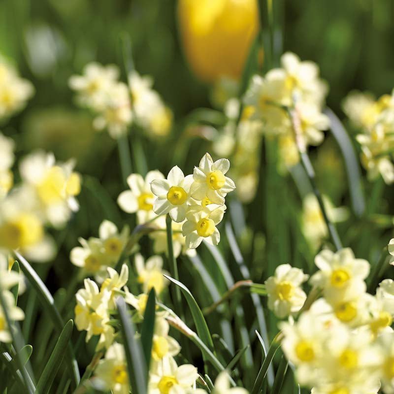 Påskelilje, Narcissus 'Minnow'