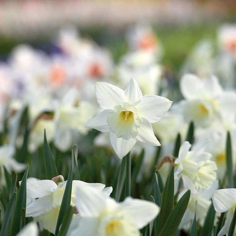 Påskelilje, Narcissus 'Mount Hood'