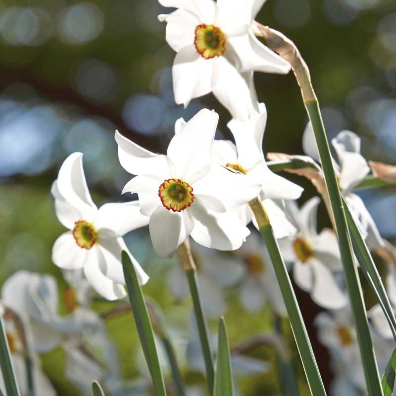 Påskelilje, Narcissus 'Recurvus'