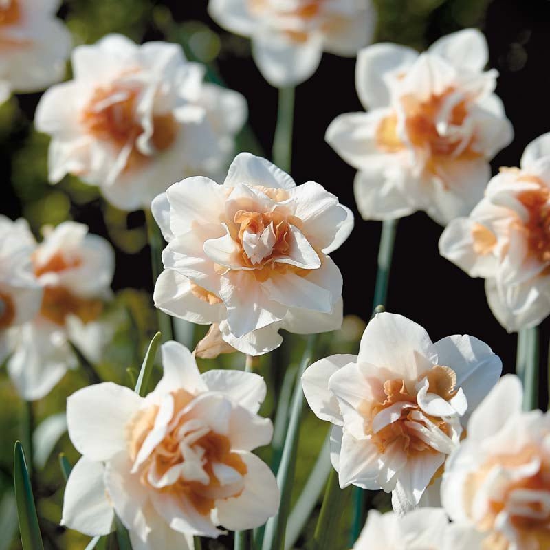 Påskelilje, Narcissus 'Replete'