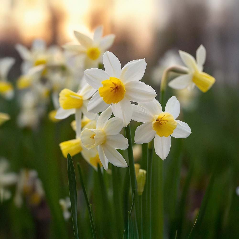 Påskelilje, Narcissus 'Sail Boat'