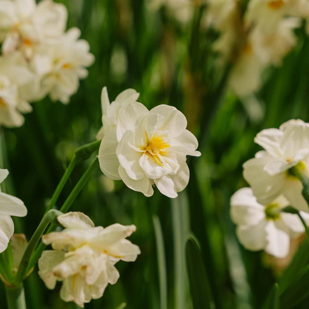 Påskelilje, Narcissus 'Sir Winston Churchill'