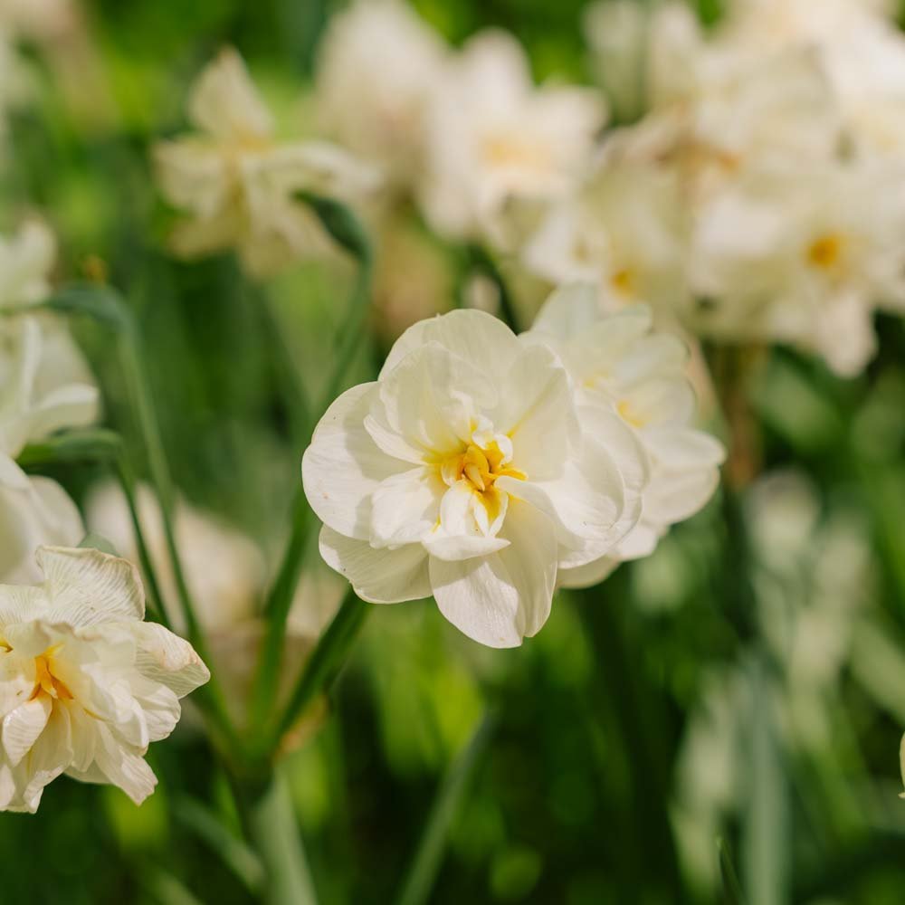 Påskelilje, Narcissus 'Sir Winston Churchill'