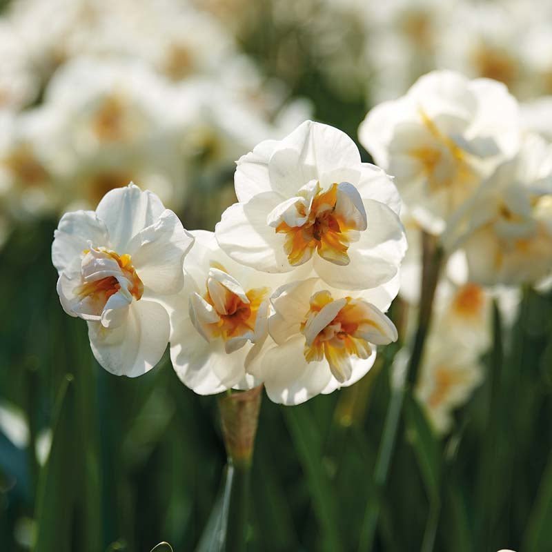 Påskelilje, Narcissus 'Sir Winston Churchill'