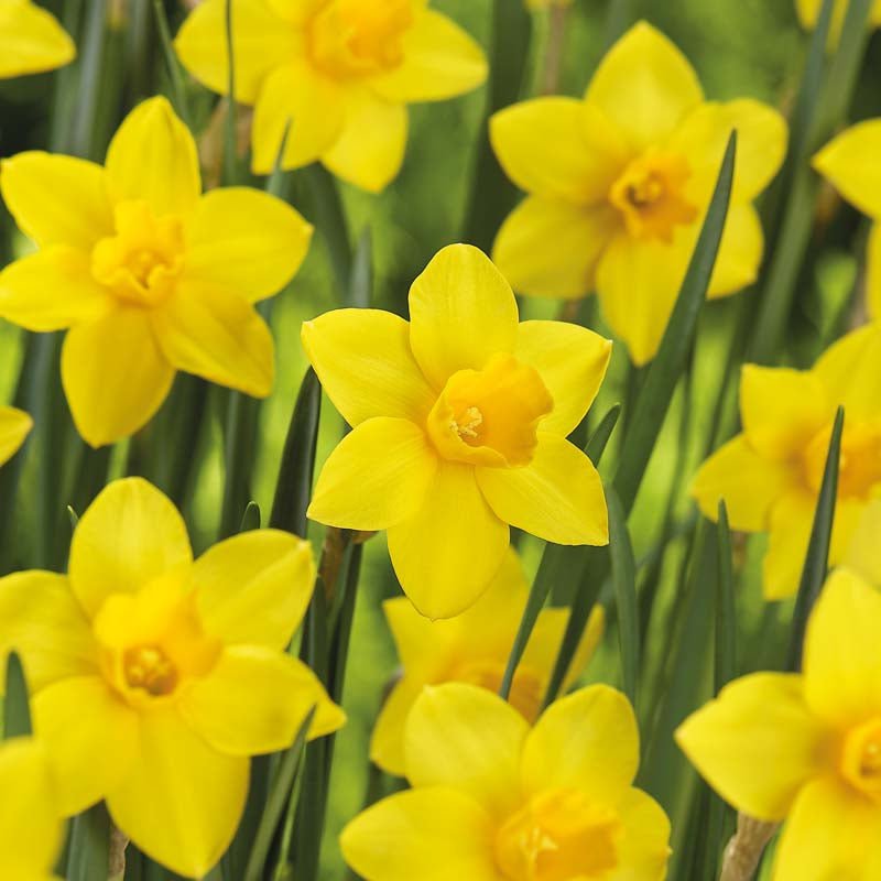 Påskelilje, Narcissus 'Sweetness'