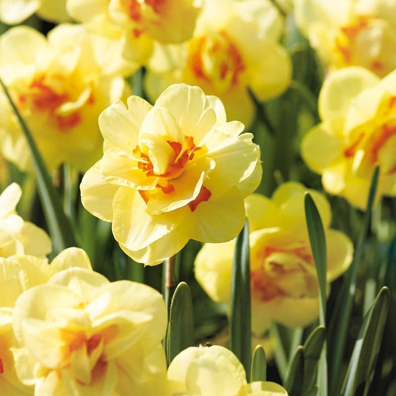 Påskelilje, Narcissus 'Tahiti'