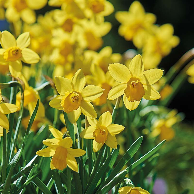 Påskelilje, Narcissus 'Tete á Tete'