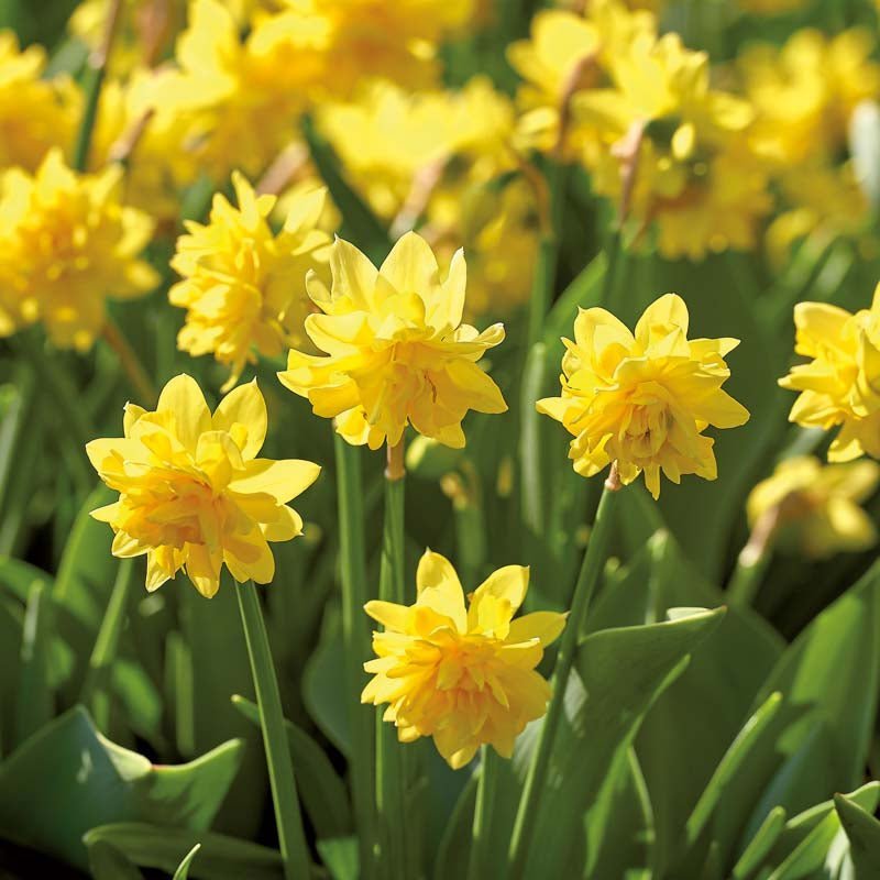 Påskelilje, Narcissus 'Tete Boucle'