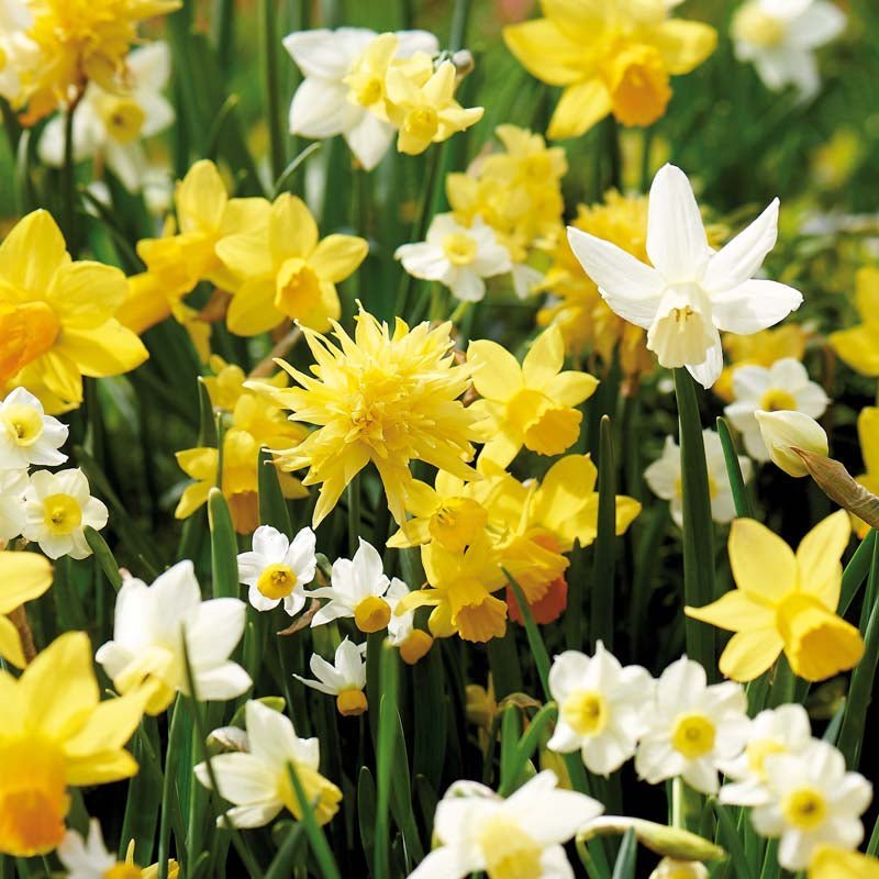 Påskeliljeblanding 'Botanical Mix'