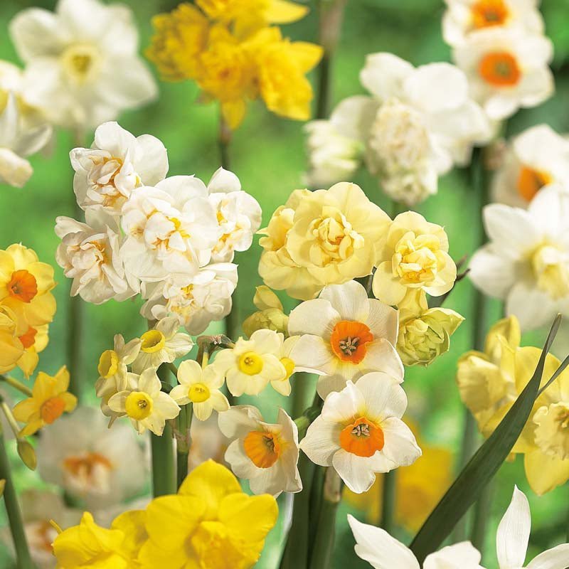 Påskeliljeblanding 'Multiflora Mix'