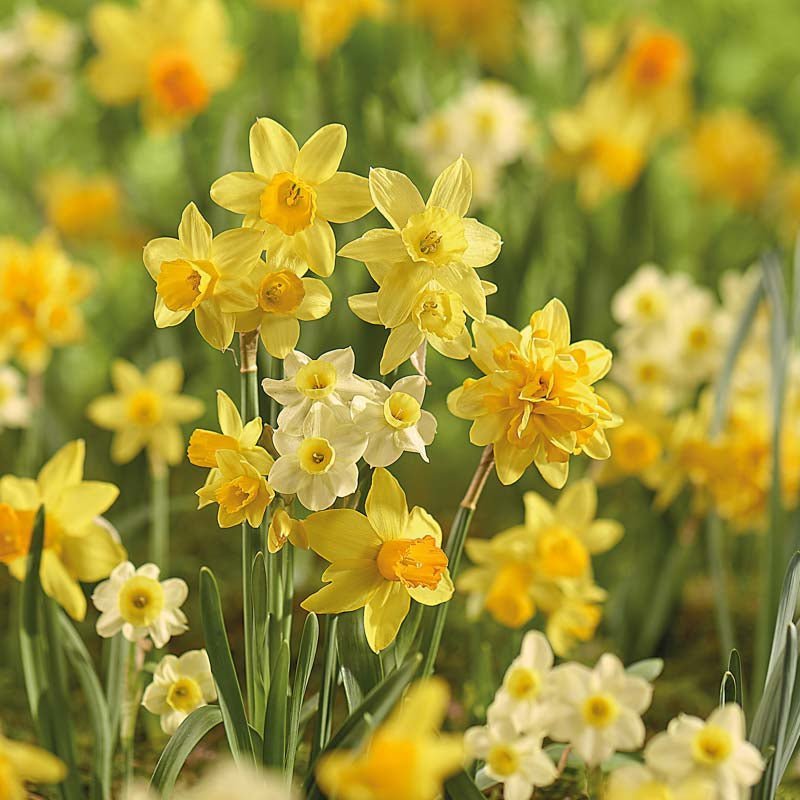 Påskeliljeblanding 'Rockery Mixed'