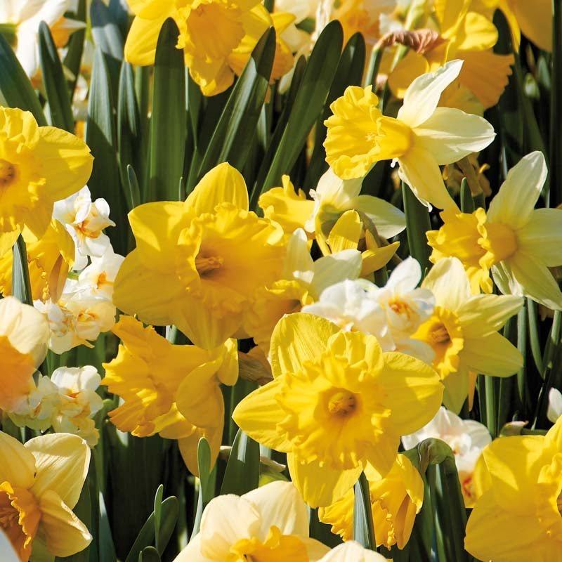 Påskeliljeblanding 'Storkronet Mix'