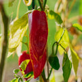 Peberfrugt frø 'Jubilandska' - 10 Økologiske frø