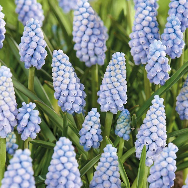 Perlehyacint, Muscari 'Aqua Magic'
